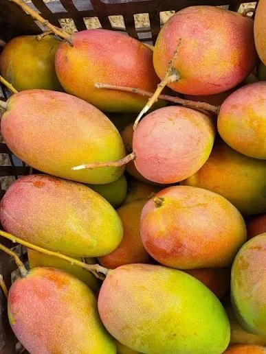 مانجو جازان السعودي الطازج – حبة كبيرة وحلاوة طبيعية - صورة 5