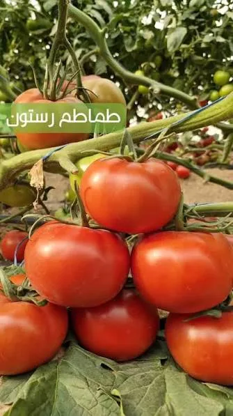 طماطم سعودية طازجة – جودة ممتازة وكميات متوفرة - صورة 2