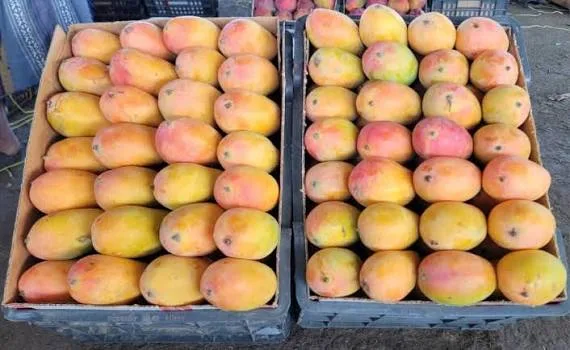 مانجو جازان السعودي الطازج – حبة كبيرة وحلاوة طبيعية - صورة 3