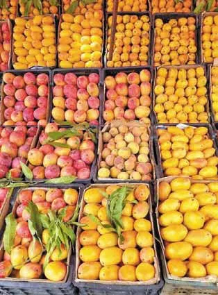 مانجو جازان السعودي الطازج – حبة كبيرة وحلاوة طبيعية - صورة 2