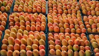 مانجو جازان السعودي الطازج – حبة كبيرة وحلاوة طبيعية - صورة 4
